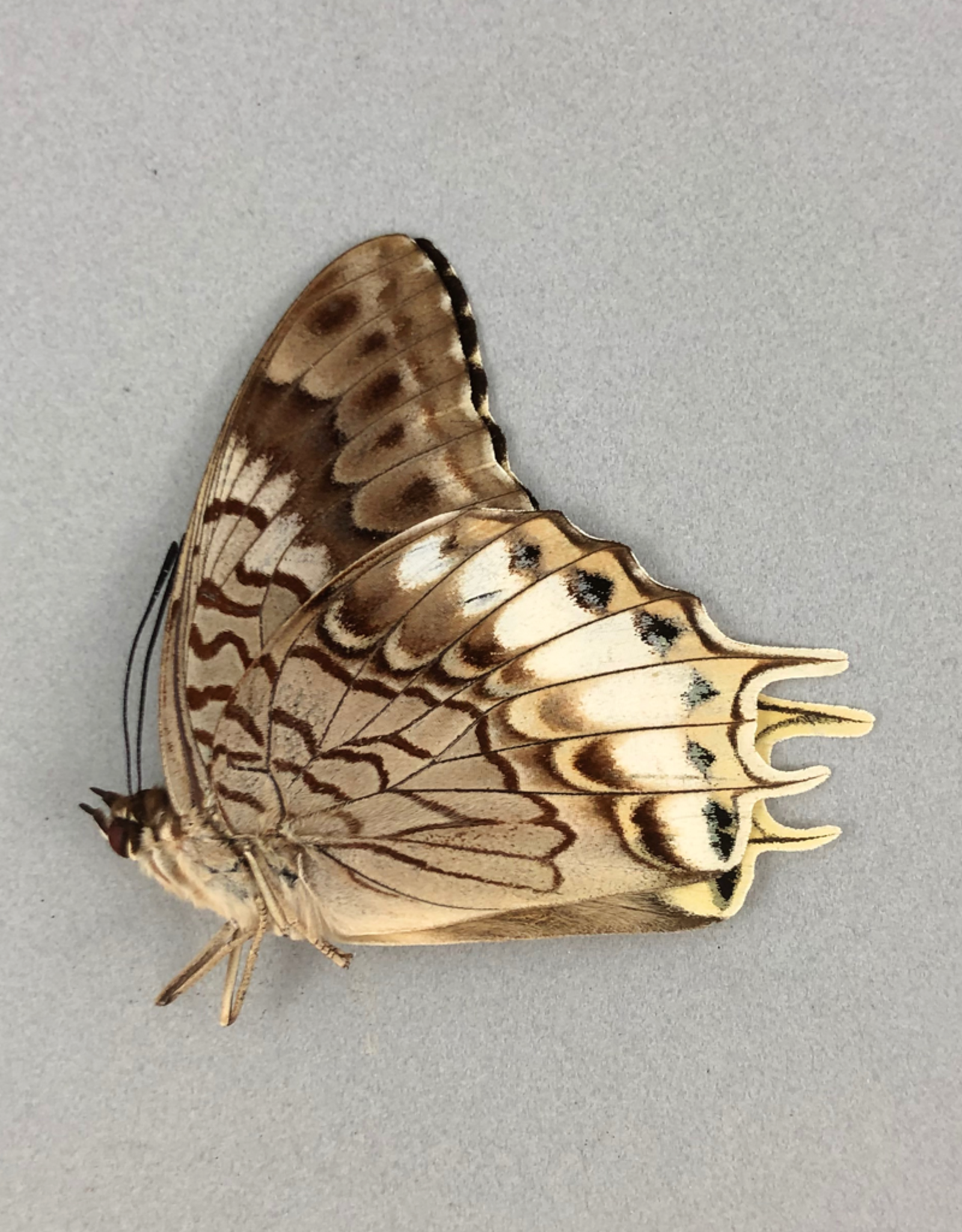 Charaxes orilus M A1 Timor Island, Indonesia