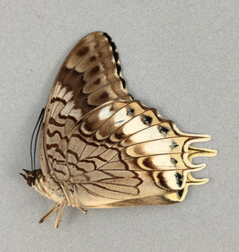 Charaxes orilus M A1 Timor Island, Indonesia