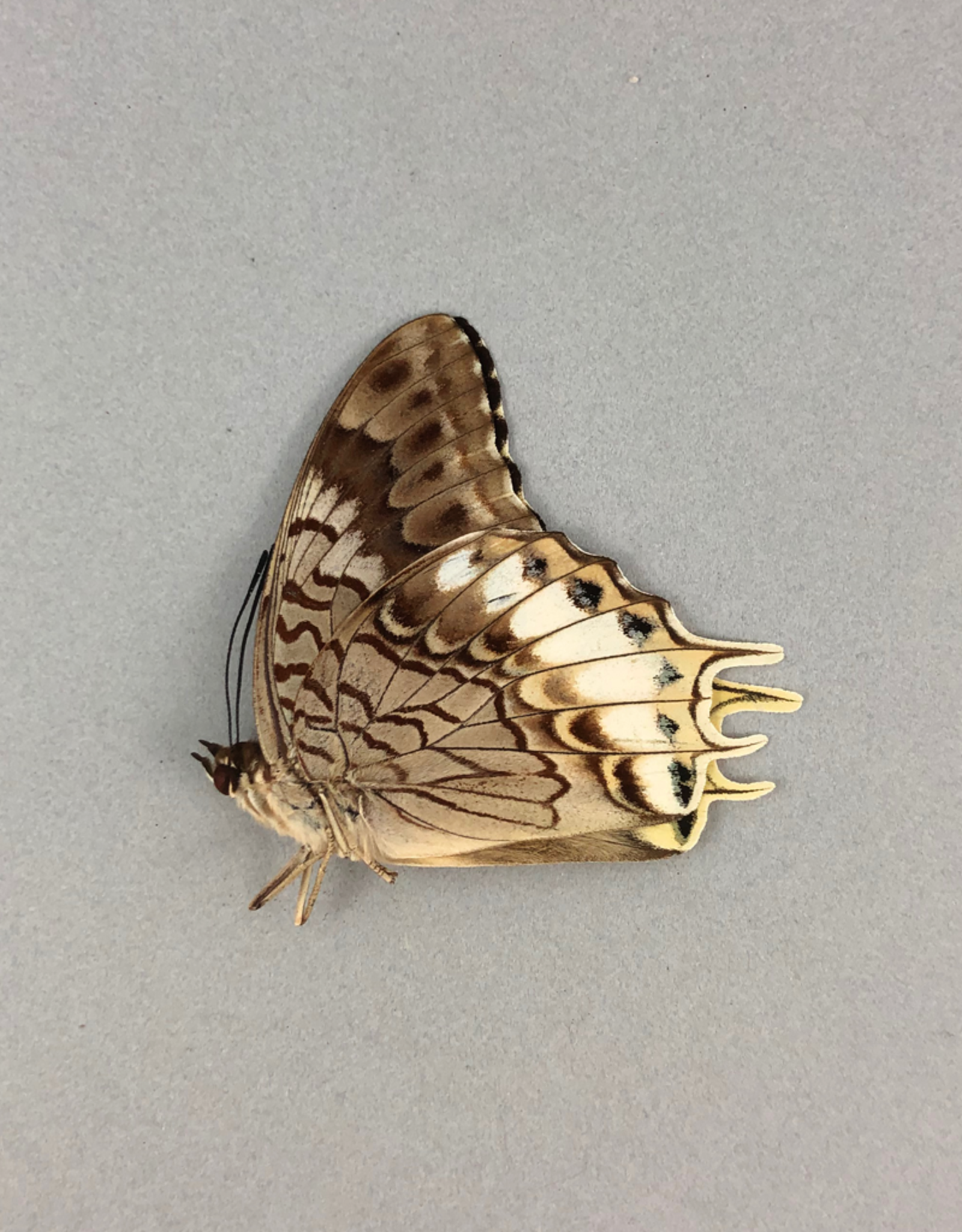 Charaxes orilus M A1 Timor Island, Indonesia