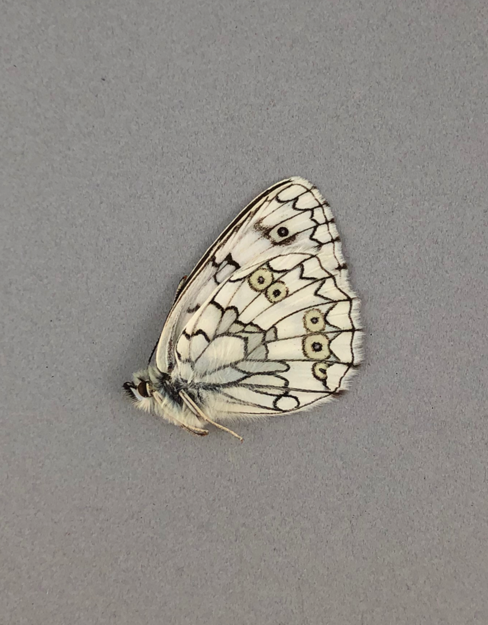 Melanargia russiae M A2 Chozrov, Armenia