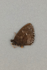 Erebia mancinus F A1- Yukon Territory, Canada