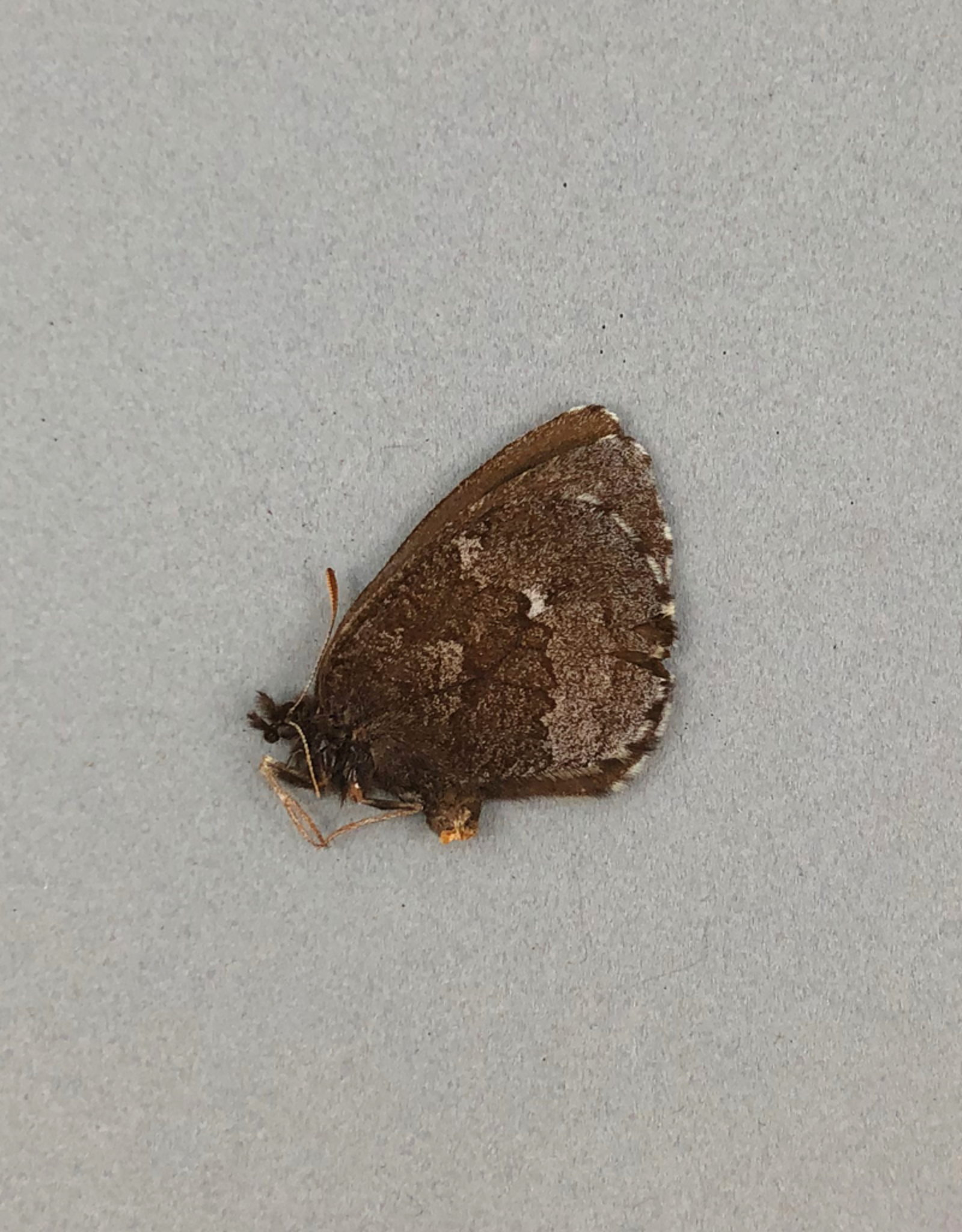 Erebia mancinus F A1- Yukon Territory, Canada