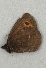 Erebia mancinus M A1- Yukon Territory, Canada