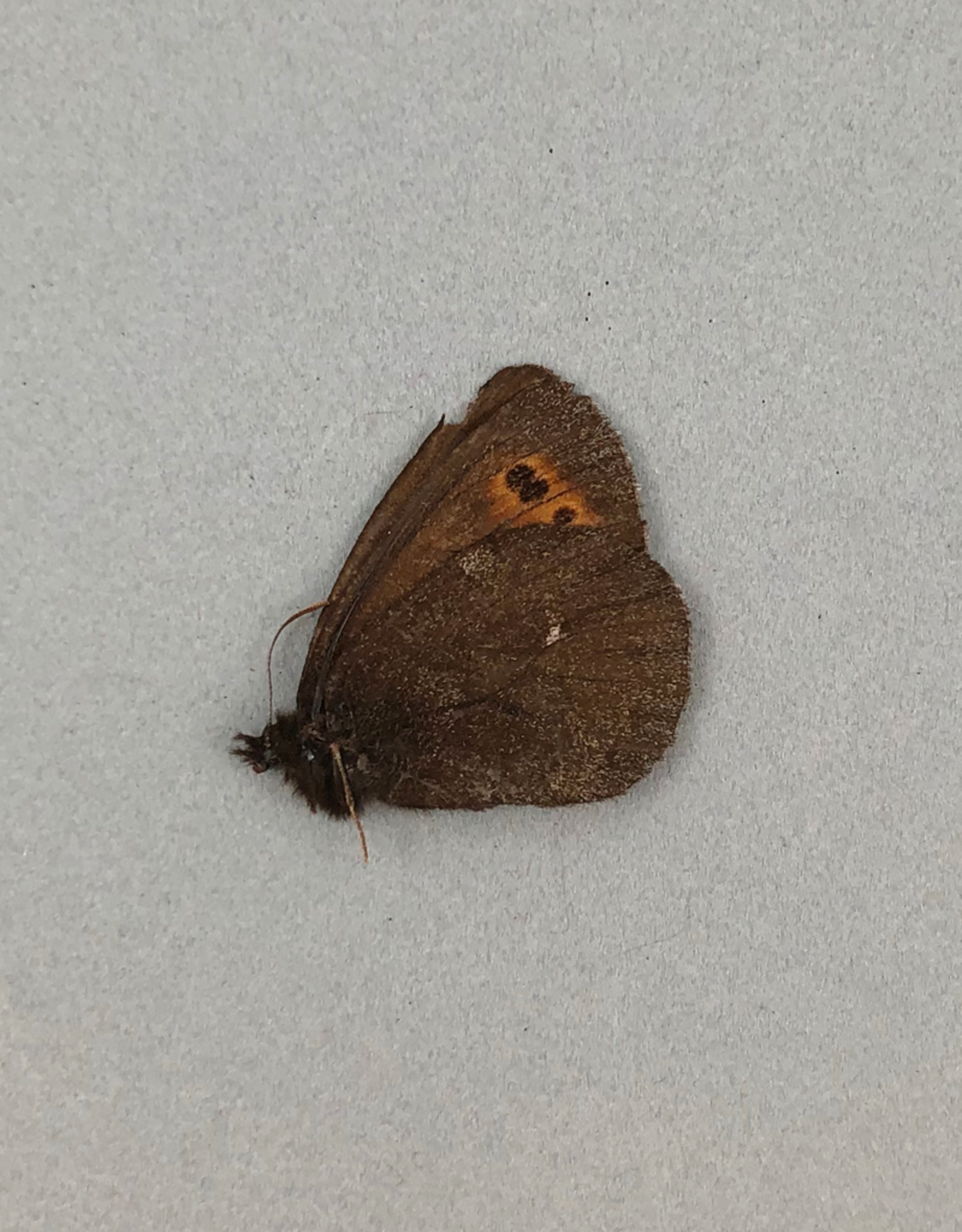 Erebia mancinus M A1- Yukon Territory, Canada