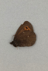 Erebia mancinus M A2 Yukon Territory, Canada