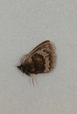 Erebia fasciata fasciata PAIR A1- Yukon Territory, Canada