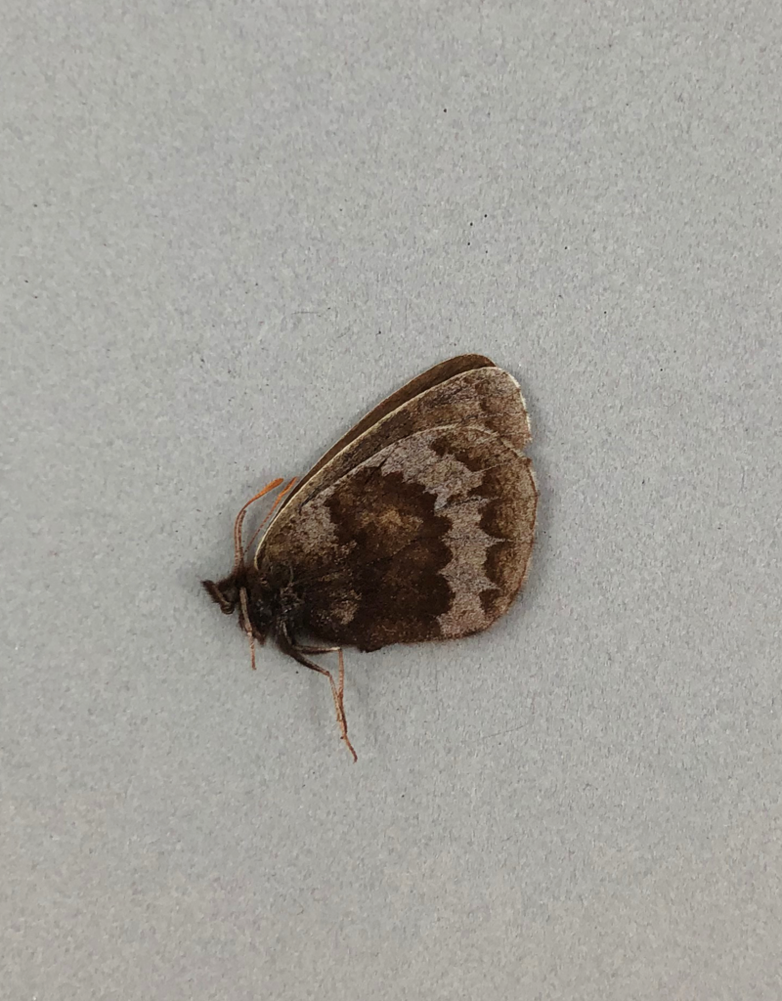 Erebia fasciata fasciata PAIR A1- Yukon Territory, Canada