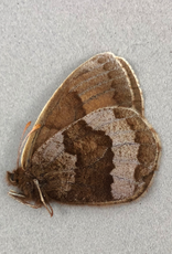 Erebia fasciata fasciata PAIR A1- Yukon Territory, Canada