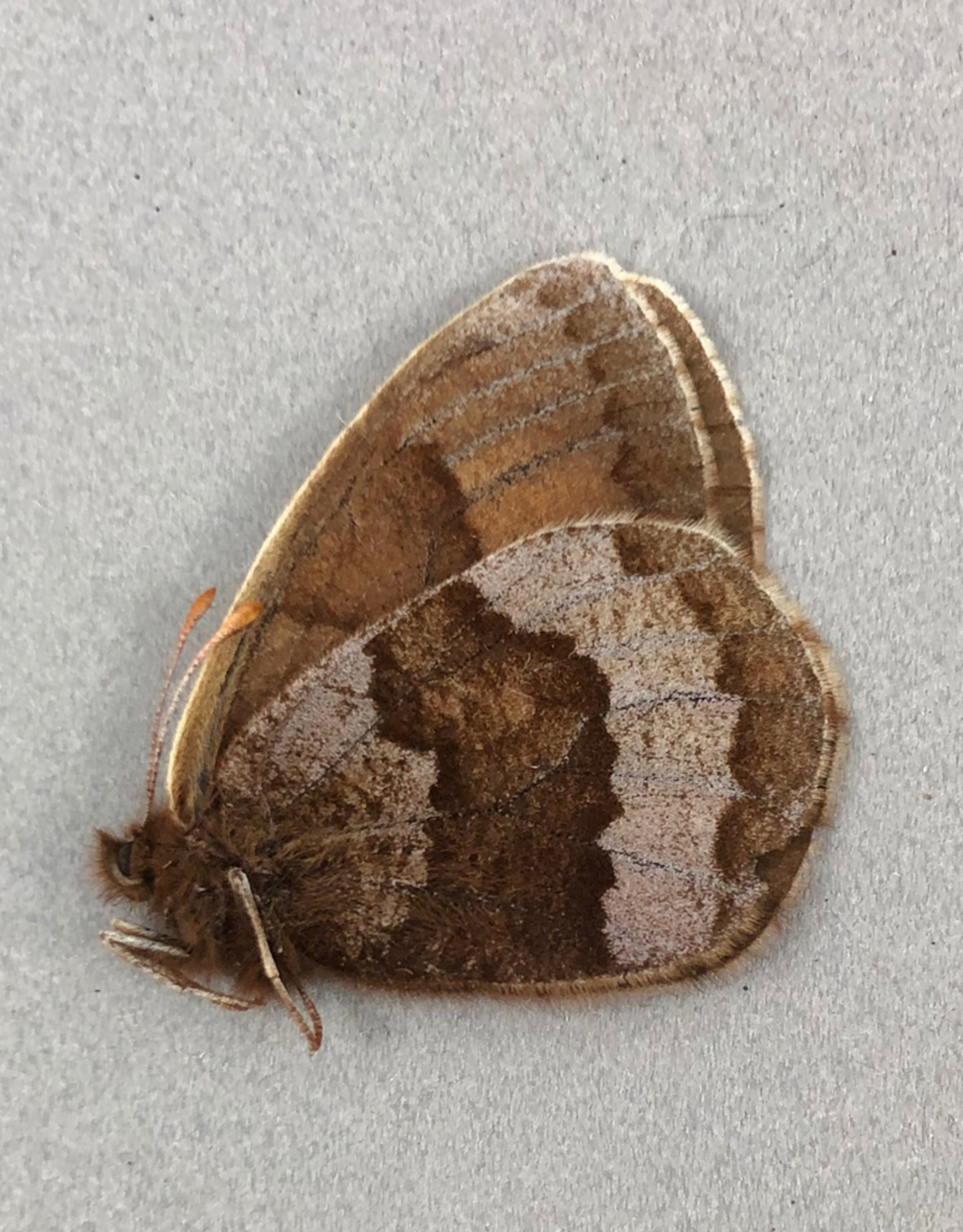 Erebia fasciata fasciata PAIR A1- Yukon Territory, Canada