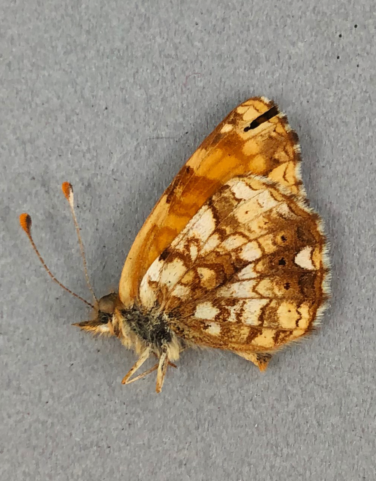 Phyciodes mylitta M A1 Canada