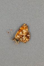 Phyciodes mylitta M A1 Canada