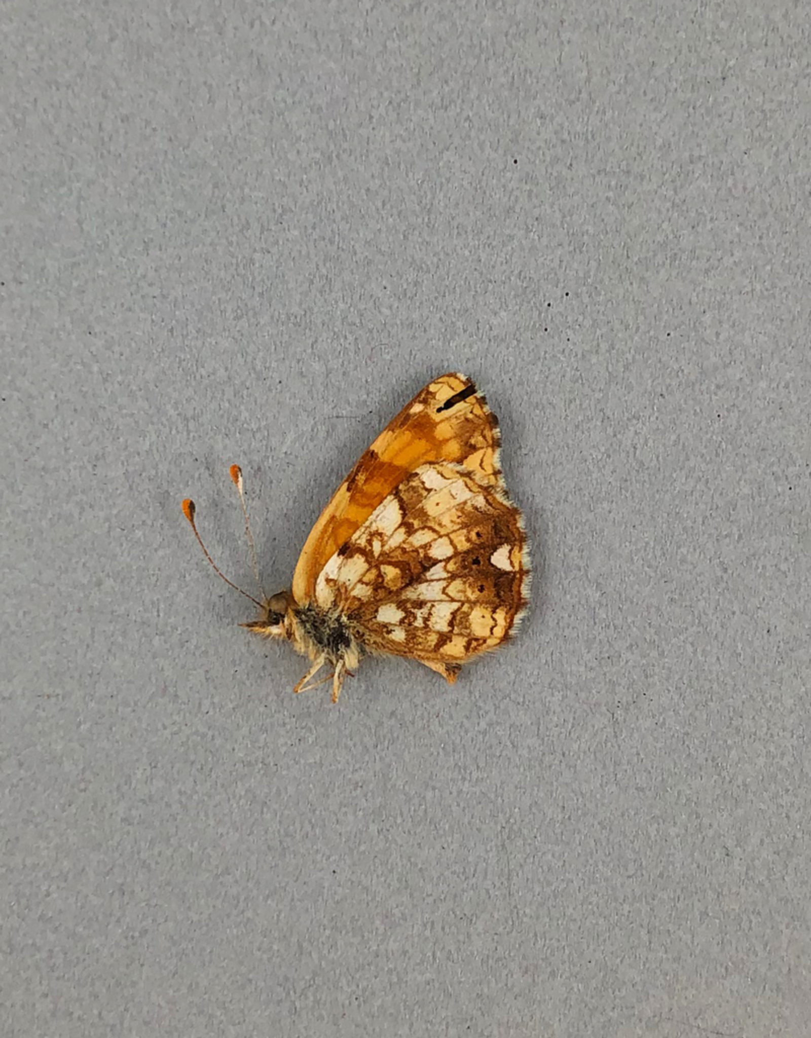 Phyciodes mylitta M A1 Canada