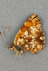 Phyciodes mylitta M A1- Canada