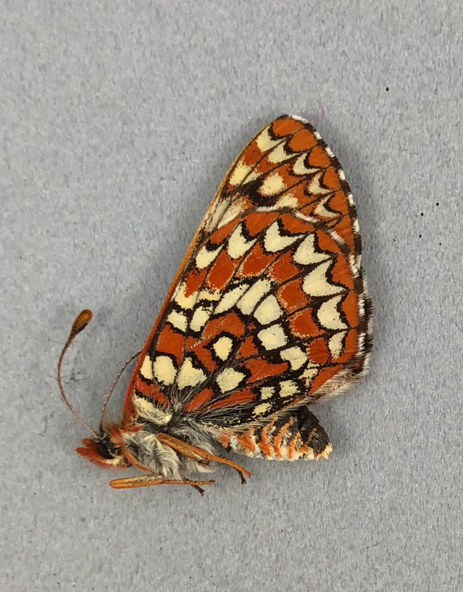 Euphydrias anicia anicia F A1 Alberta, Canada