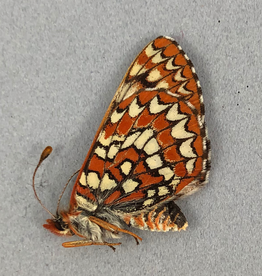 Euphydryas anicia anicia F A1 Alberta, Canada
