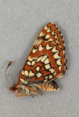 Euphydryas anicia anicia PAIR A1 Alberta, Canada