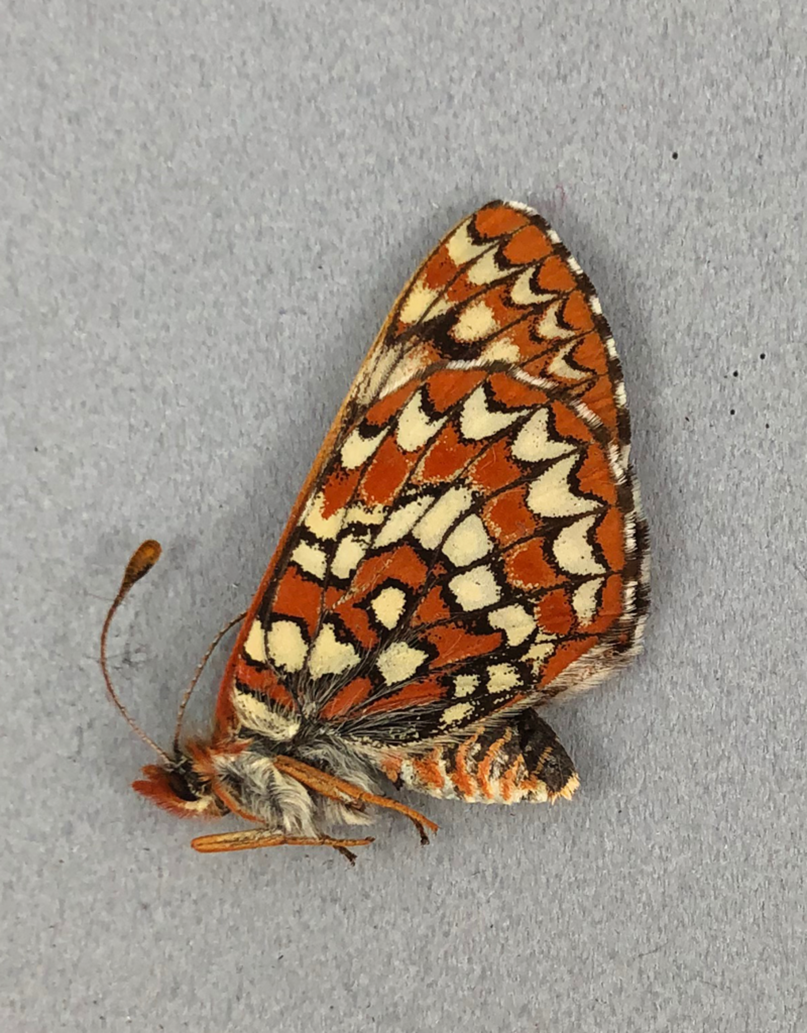 Euphydryas anicia anicia PAIR A1 Alberta, Canada