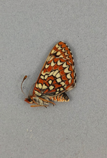Euphydryas anicia anicia PAIR A1 Alberta, Canada