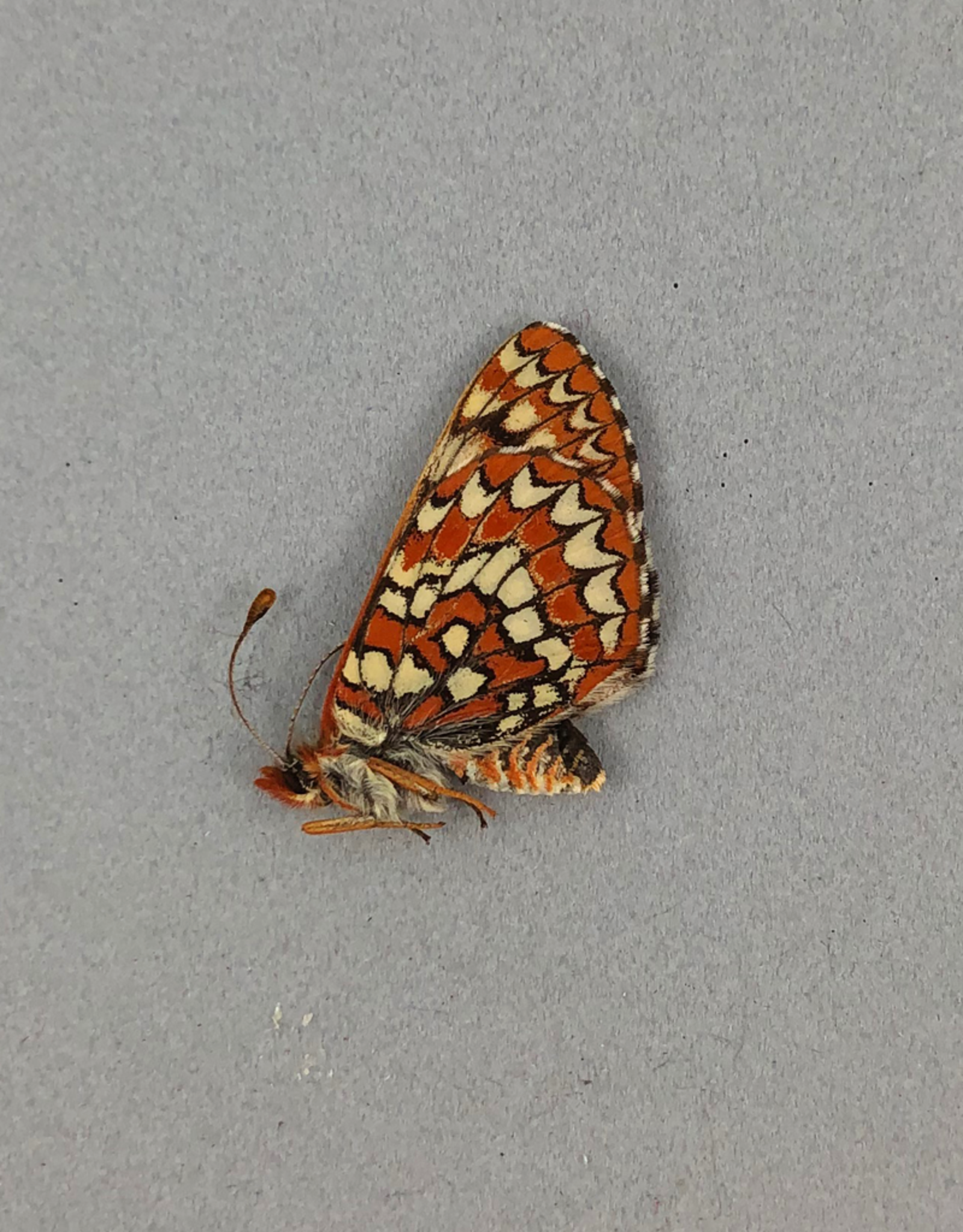 Euphydryas anicia anicia PAIR A1 Alberta, Canada