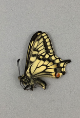 Papilio aliaska (machaon aliaska) M A1 Yukon Territory, Canada