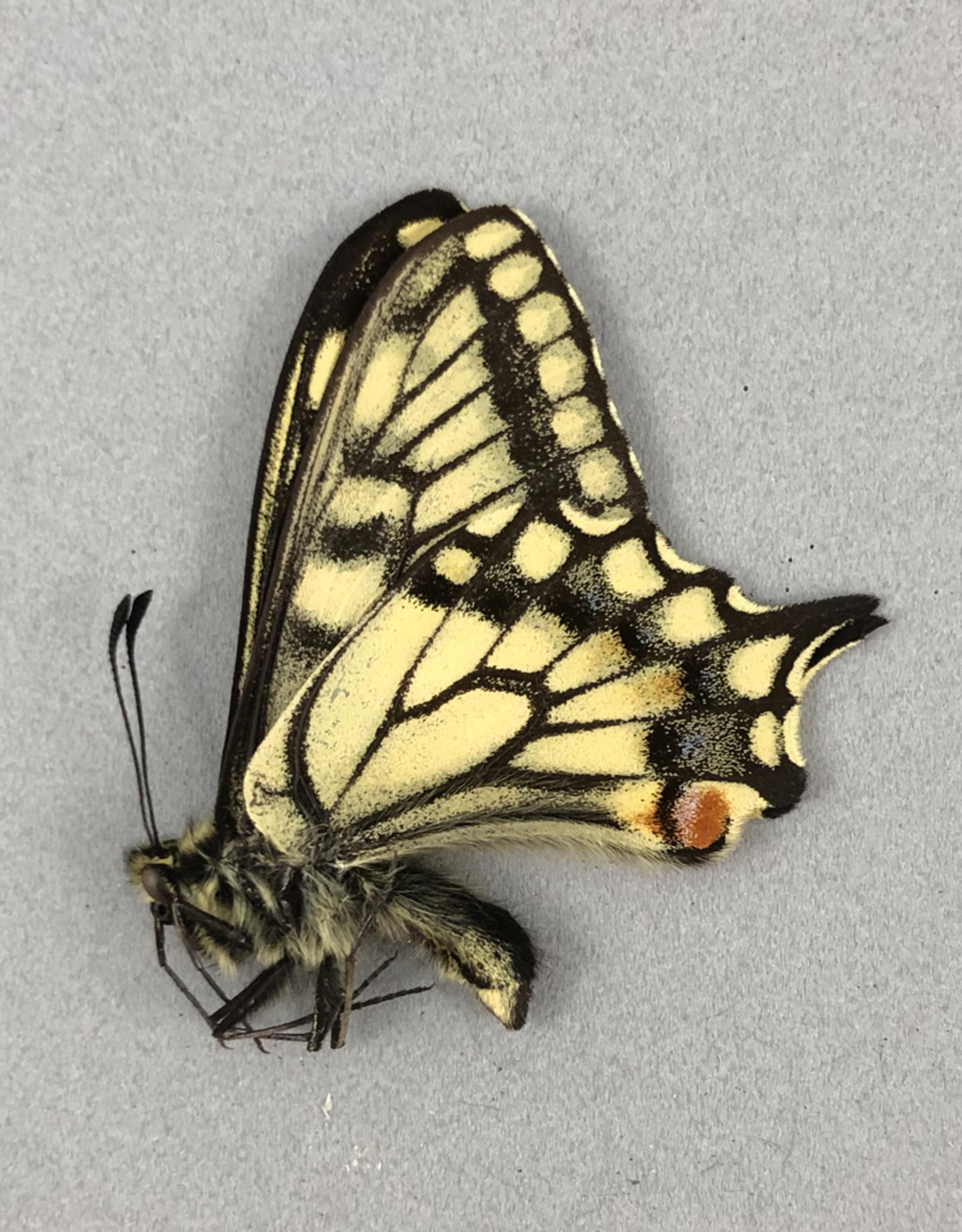 Papilio aliaska (machaon aliaska) M A1 Yukon Territory, Canada