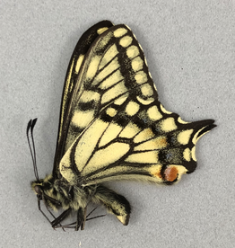 Papilio aliaska (machaon aliaska) M A1 Yukon Territory, Canada