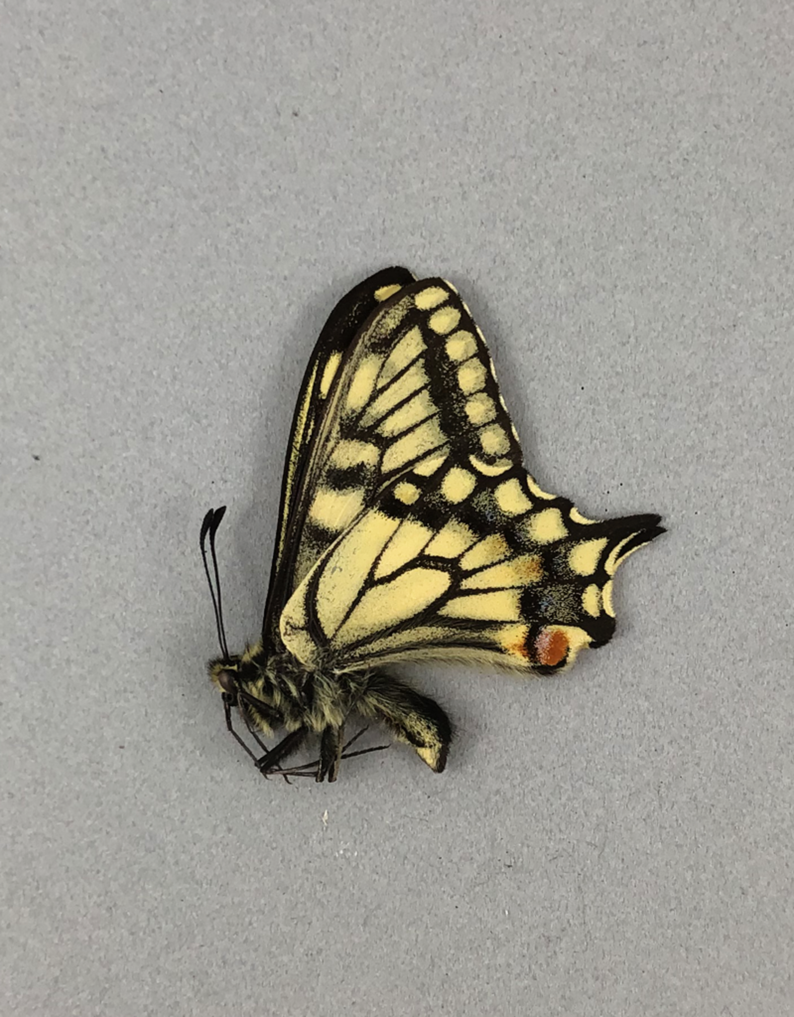 Papilio aliaska (machaon aliaska) M A1- Yukon Territory, Canada