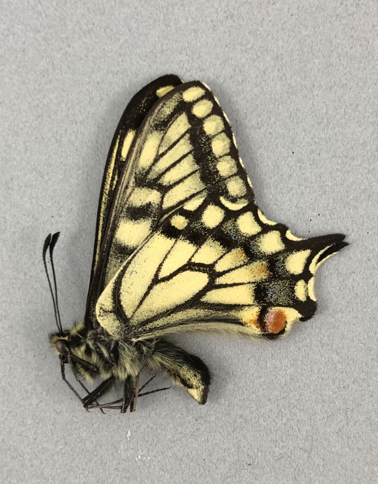 Papilio aliaska (machaon aliaska) M A1- Yukon Territory, Canada