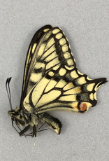 Papilio aliaska (machaon aliaska) M A1/A1- Yukon Territory, Canada