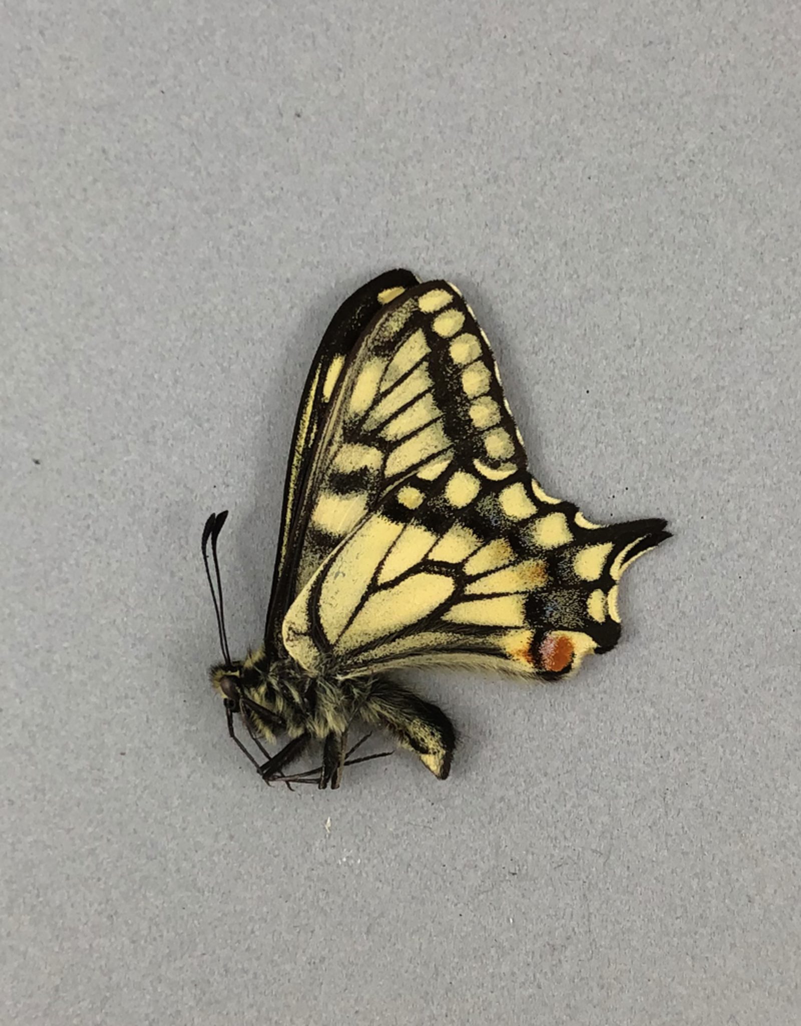 Papilio aliaska (machaon aliaska) M A2 Yukon Territory, Canada