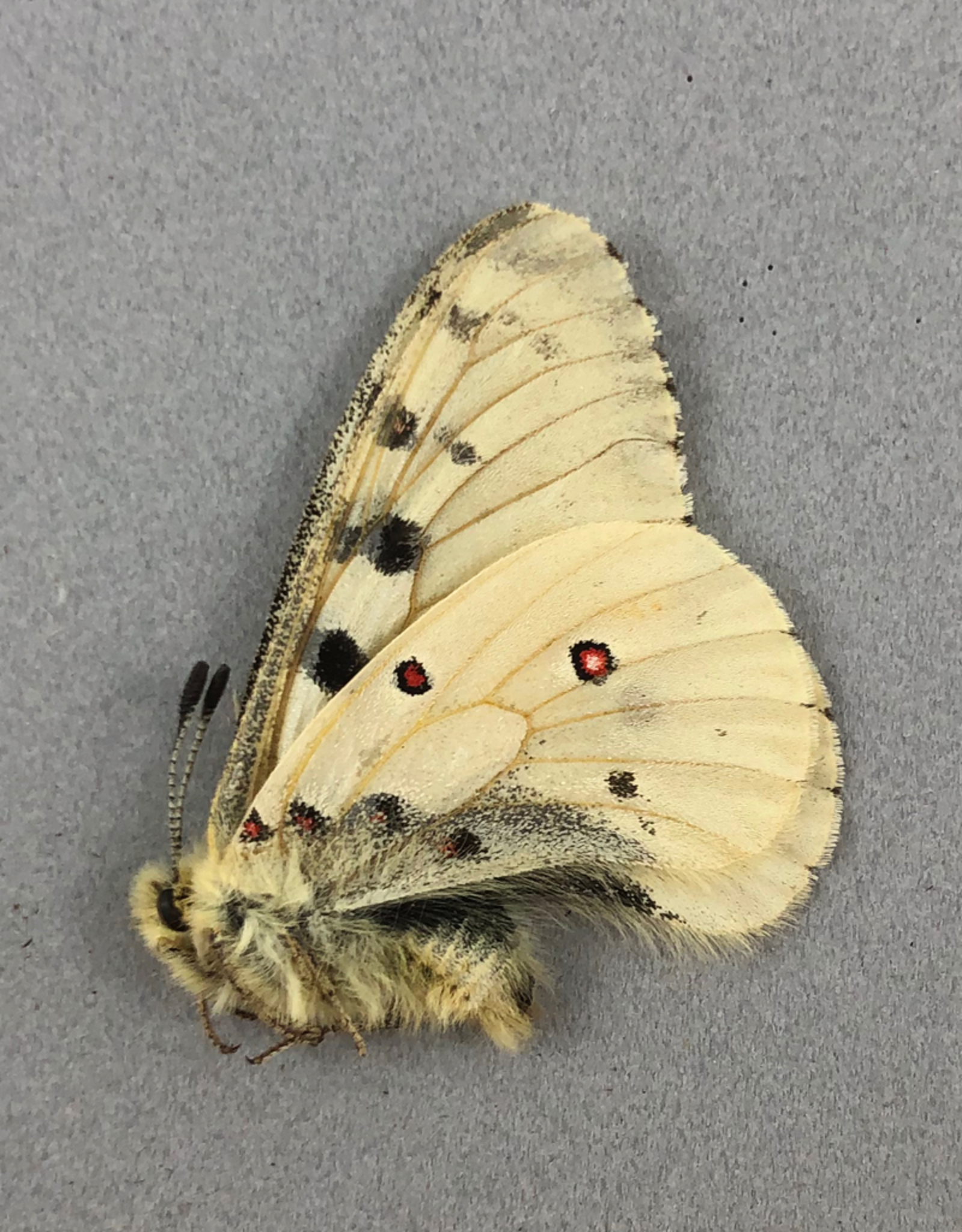 Parnassius smintheus smintheus (no red spots) M A1- Alberta, Canada