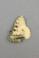 Parnassius smintheus smintheus (no red spots) M A1/A1- Alberta, Canada