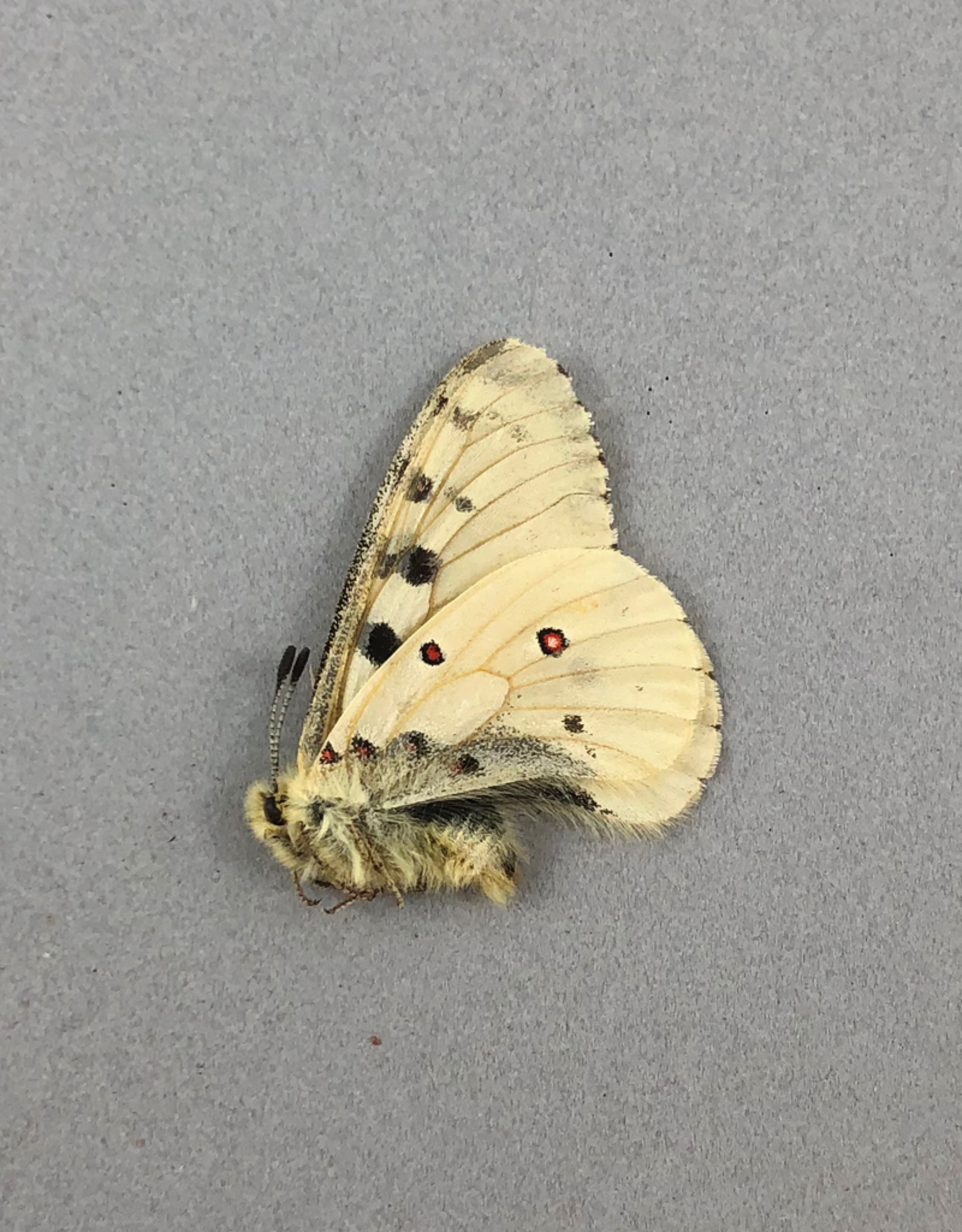 Parnassius smintheus smintheus (no red spots) M A1/A1- Alberta, Canada