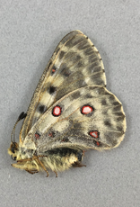 Parnassius smintheus smintheus F A1 Alberta, Canada