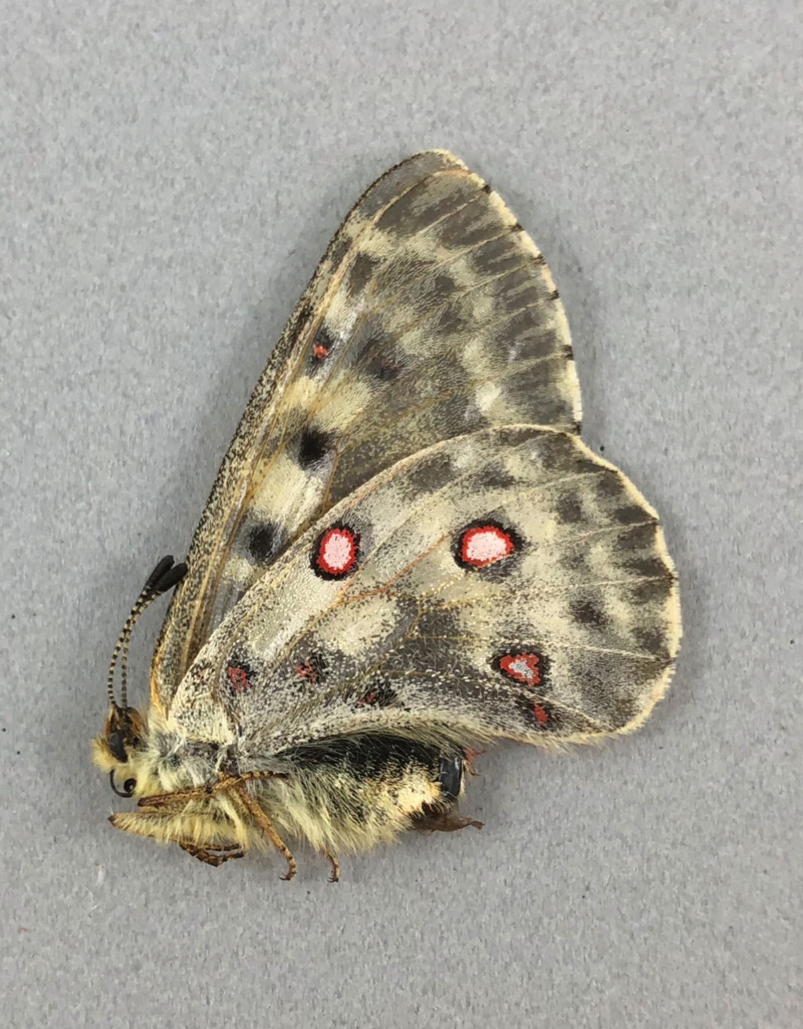 Parnassius smintheus smintheus F A1 Alberta, Canada