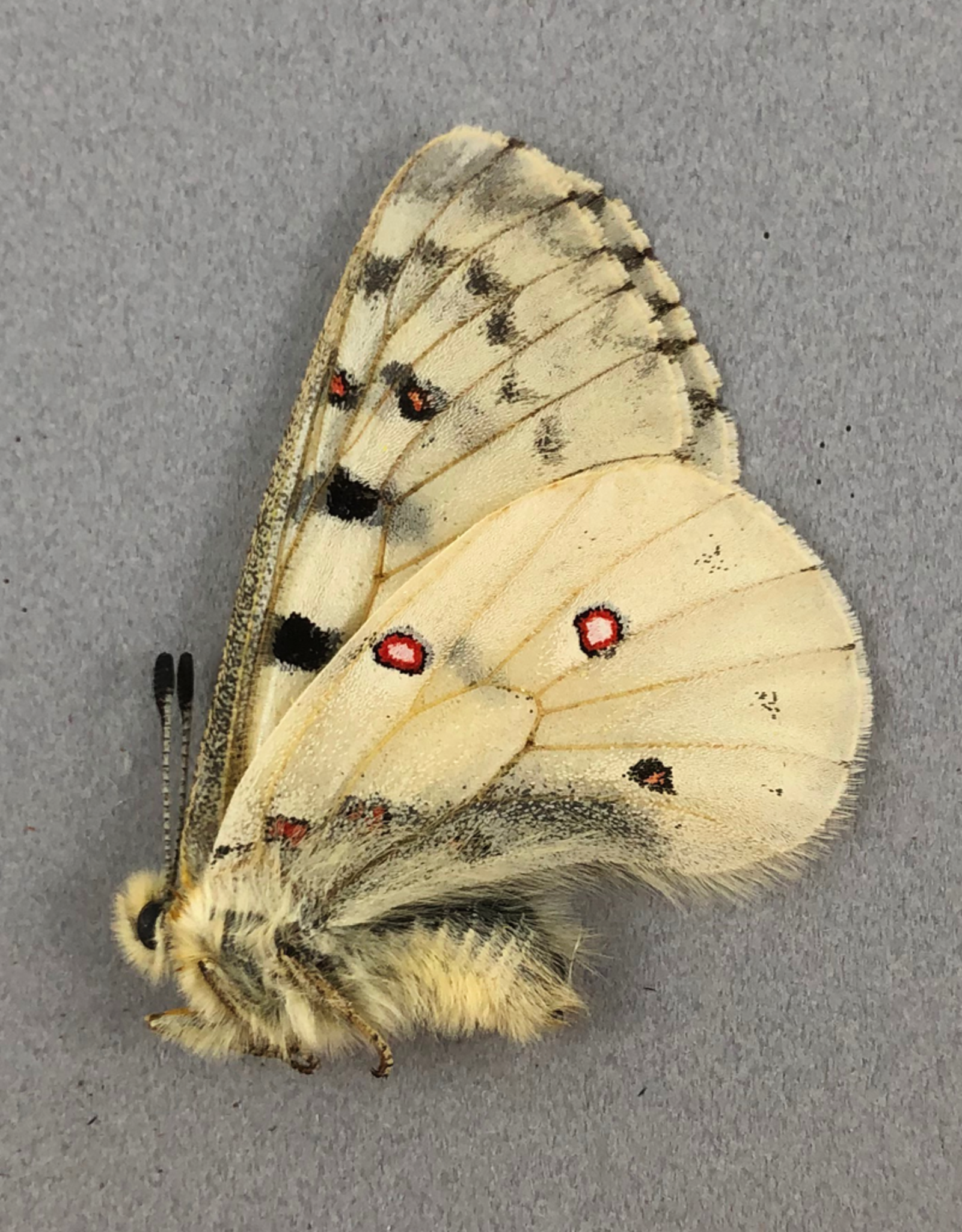 Parnassius smintheus smintheus M A1 AB, Canada