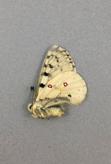 Parnassius smintheus smintheus M A1 AB, Canada