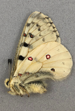 Parnassius smintheus smintheus M A1/A1- Alberta, Canada