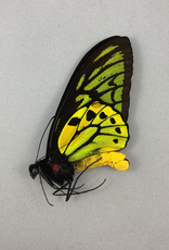 Ornithoptera croesus croesus M A1 Bacan Island, Indonesia