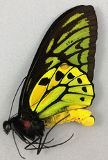 Ornithoptera croesus croesus M A1 Bacan Island, Indonesia