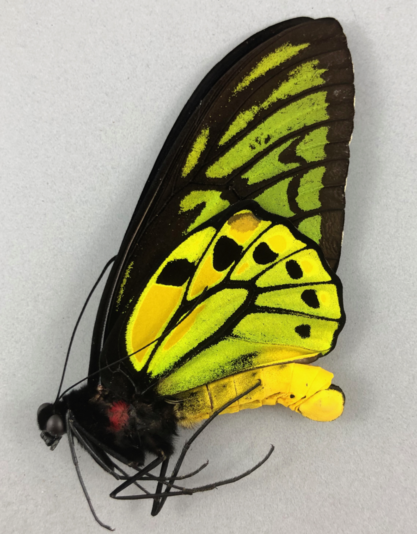 Ornithoptera croesus croesus M A1 Bacan Island, Indonesia