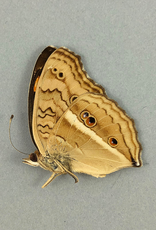 Junonia (Precis) almana ssp? M A1/A1- Indonesia