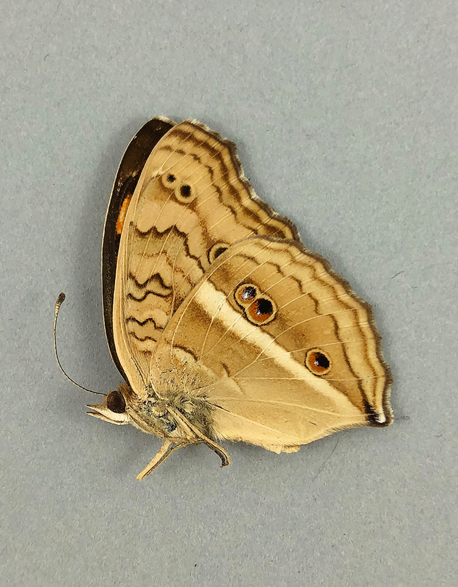 Junonia (Precis) almana ssp? M A1/A1- Indonesia