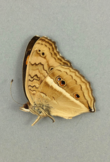 Junonia (Precis) almana ssp? M A1/A1- Indonesia