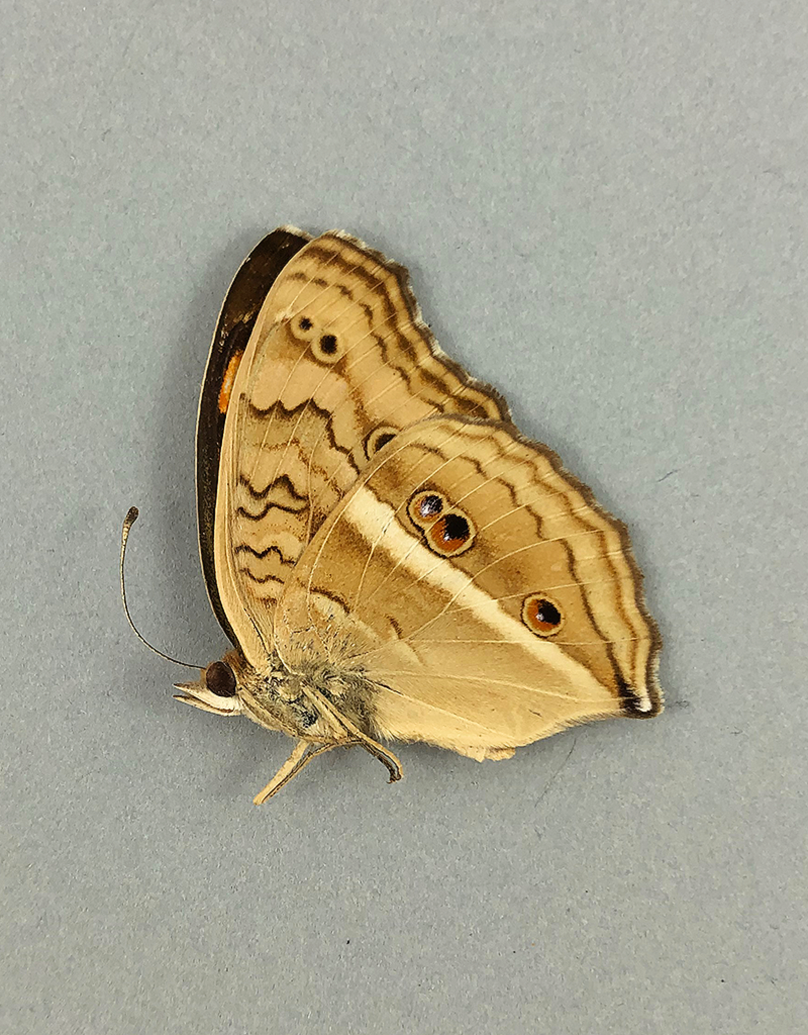 Junonia (Precis) almana ssp? M A1/A1- Indonesia