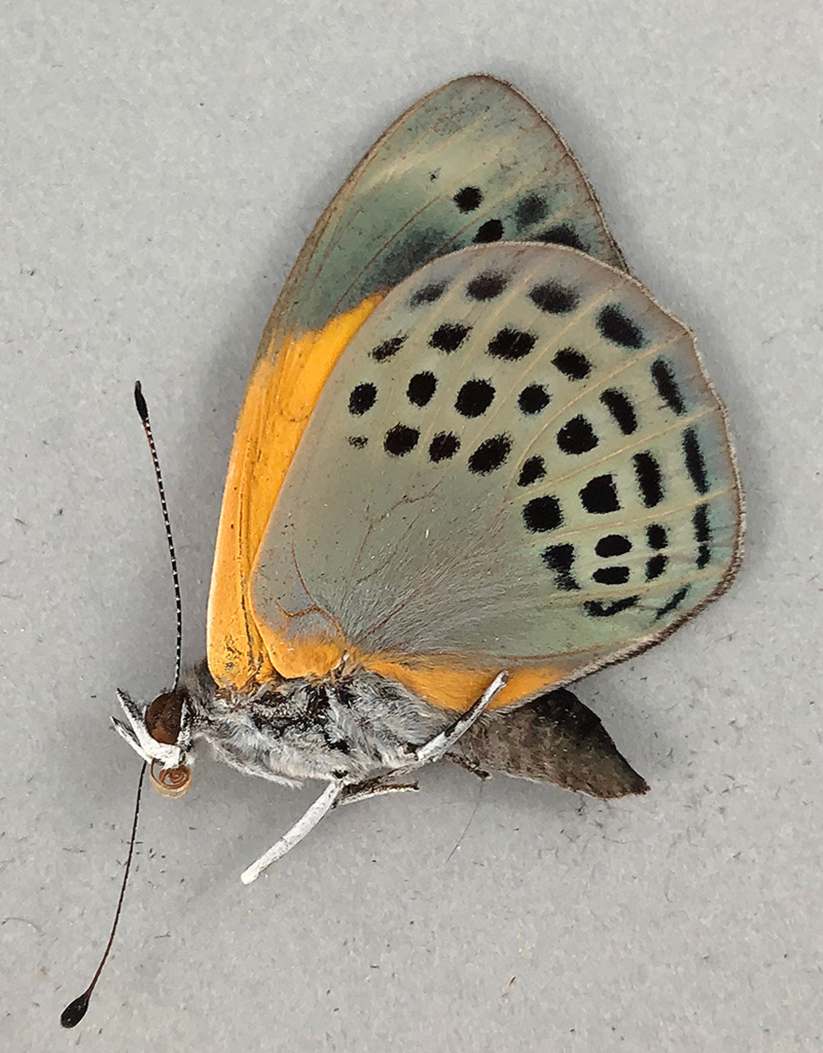 Asterope markii davisi M A1 Satipo, Peru