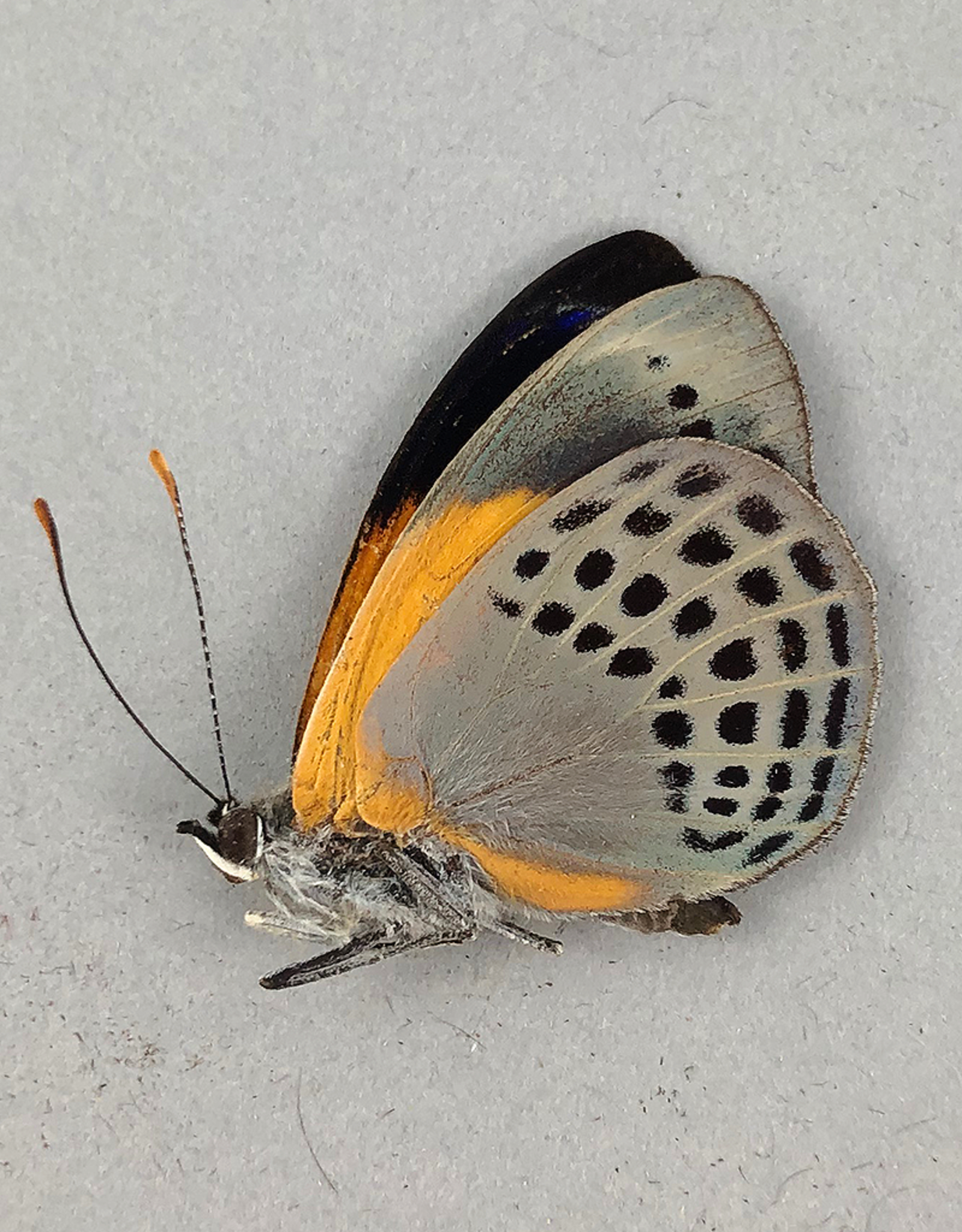 Asterope markii hewitsoni M A1 Caranavi, Bolivia