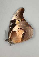 Morpho rhetenor helena F A1 Upper Huallaga Valley, Peru