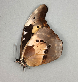 Morpho rhetenor helena F A1 Upper Huallaga Valley, Peru