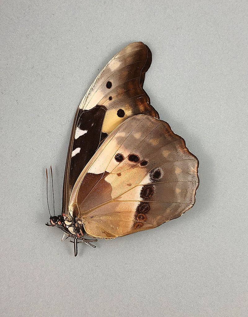 Peru Morpho helena 125mm
